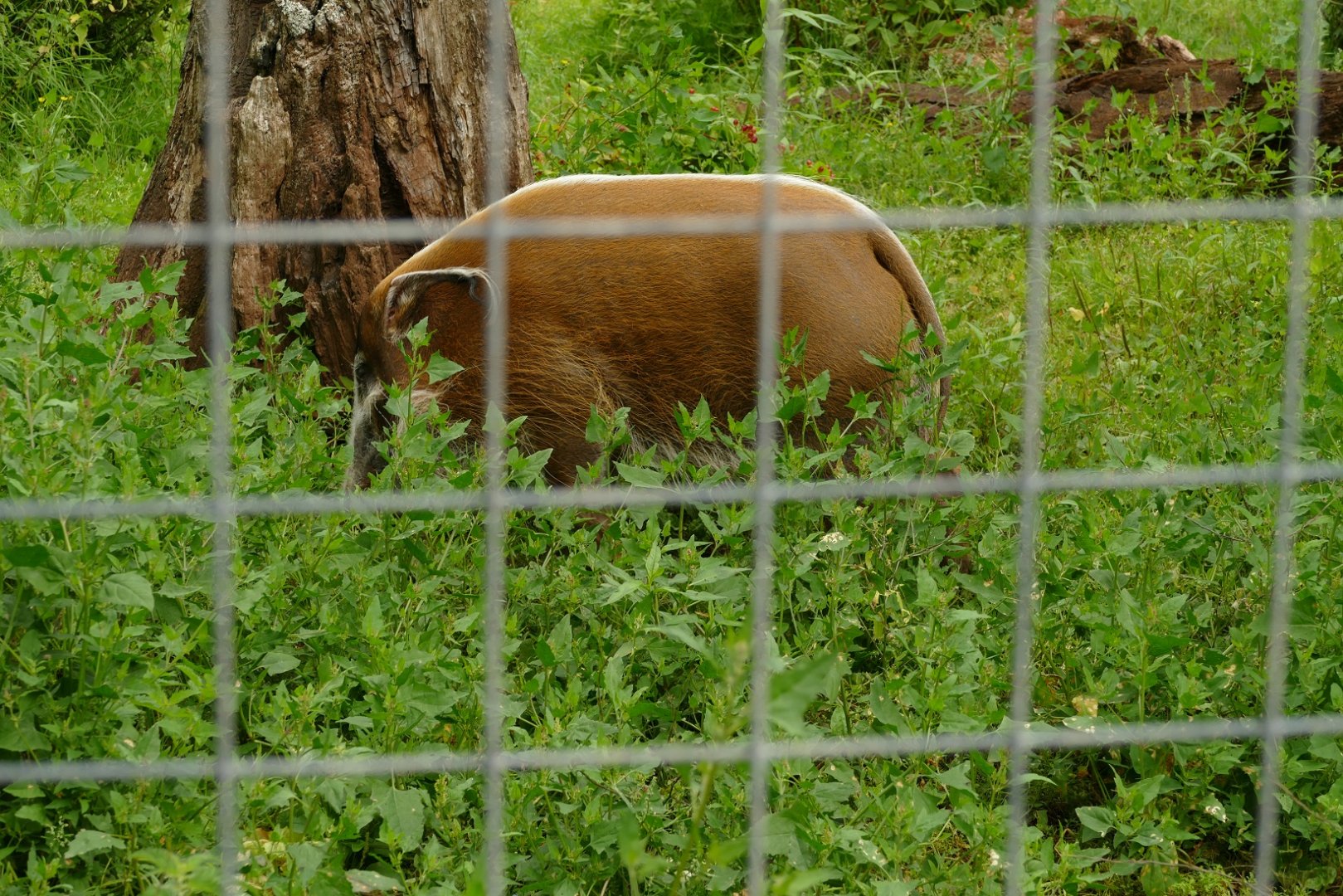 The last of the Red River Hogs, July 2021