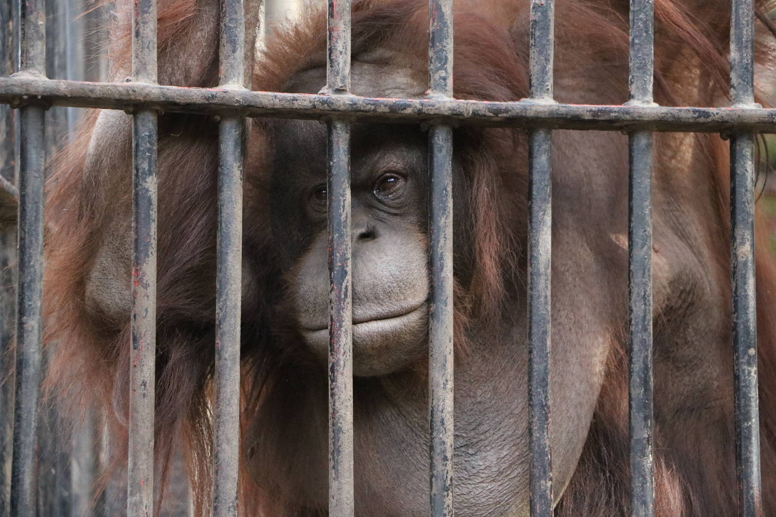 The last orangutan, February 2016