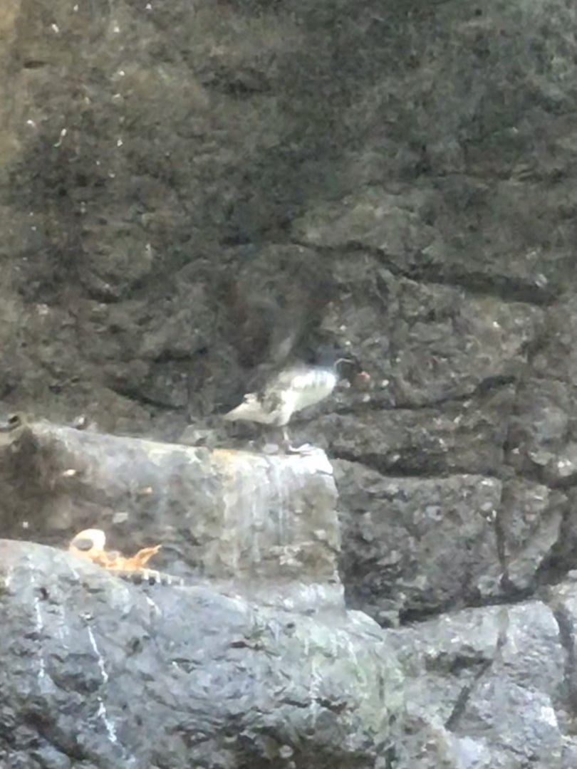 The Last Parakeet Auklet at the North Carolina Zoo