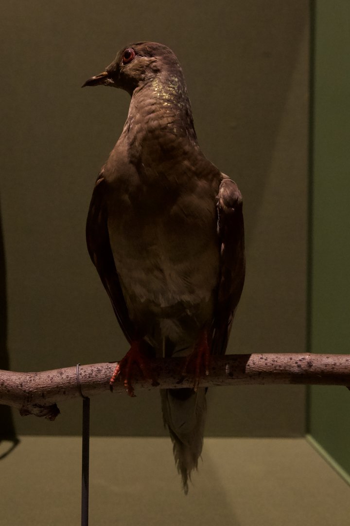 The last Passenger Pigeon/ Ectopistes migratorius, Martha
