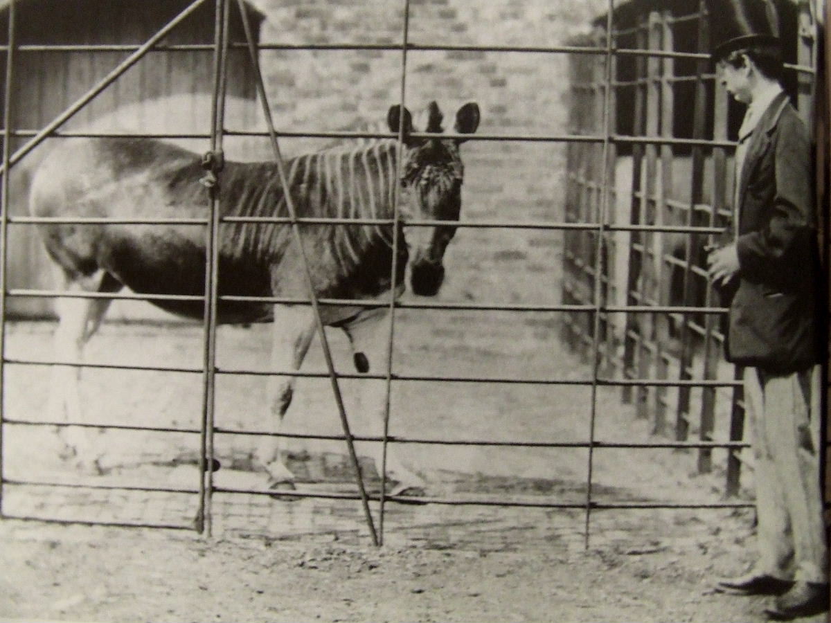 The last Quagga in London Zoo, 1864