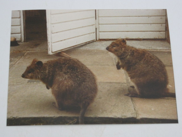The last Quokka at Blackpool Zoo 1987
