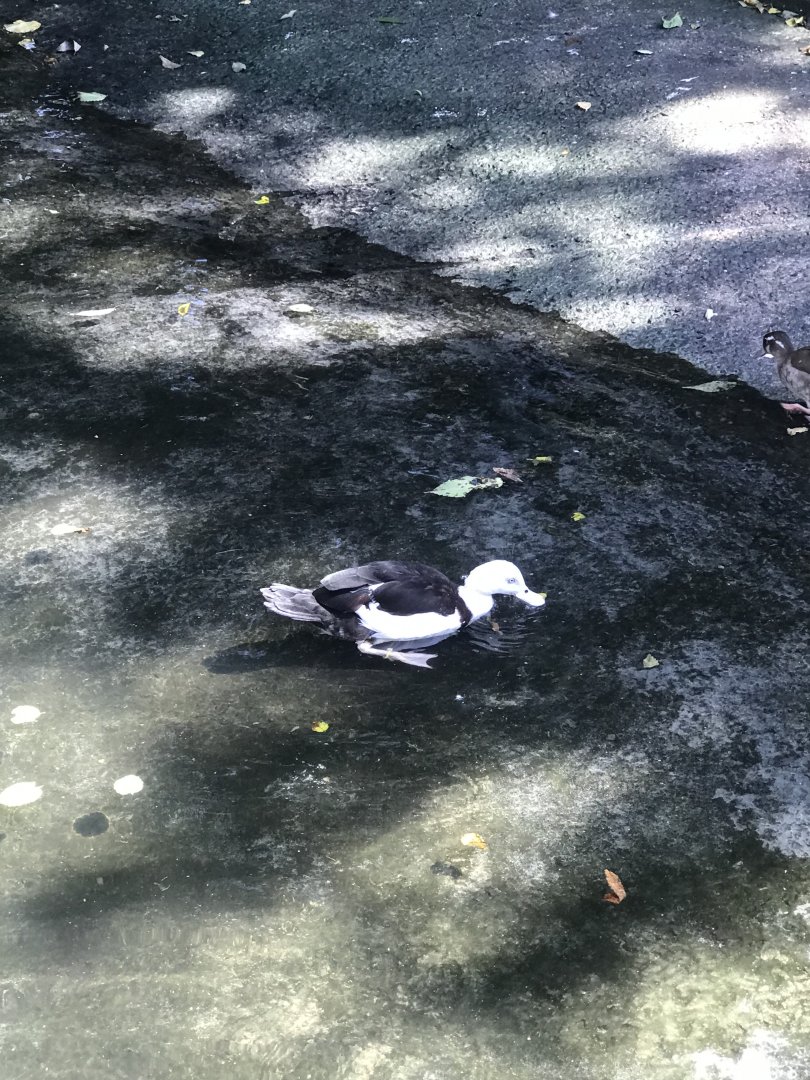 The last Radjah Shelduck in Japan