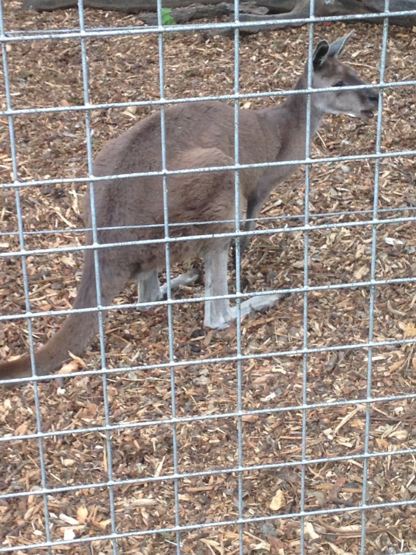 The last remaining Western grey kangaroo at Dudley, 9th July 2019