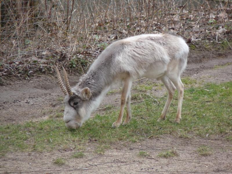 The last saiga