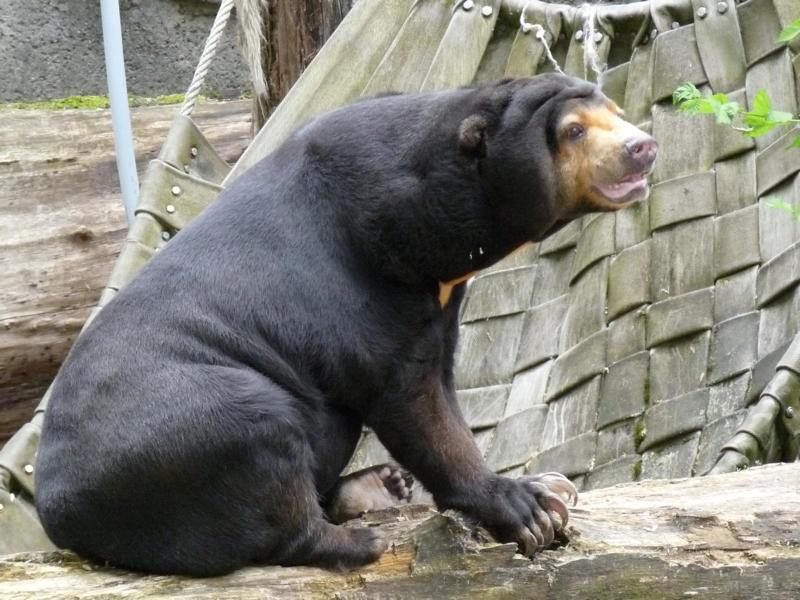 The last Sunbear