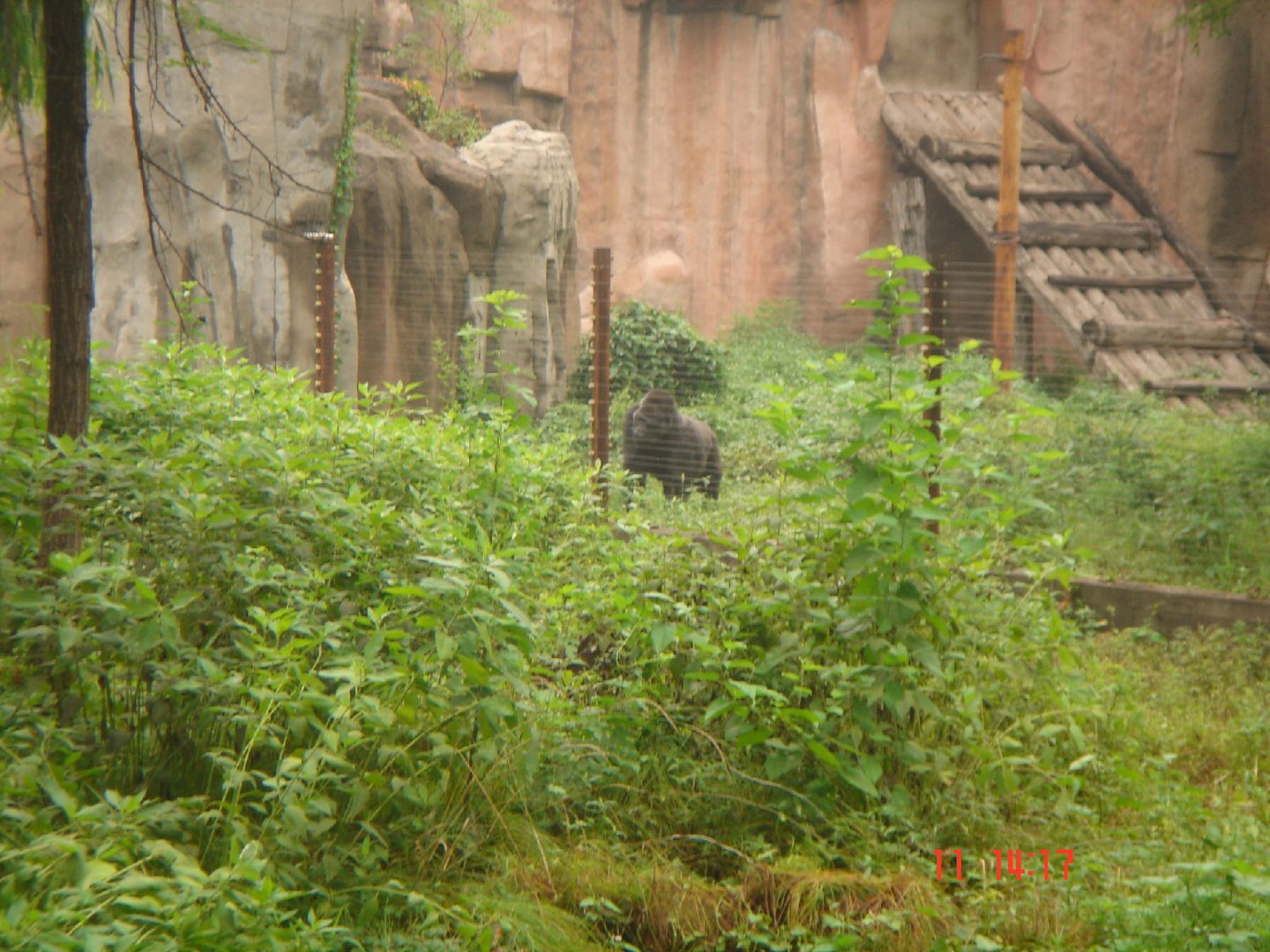 The last time I saw the gorilla at Beijing Zoo (2010)