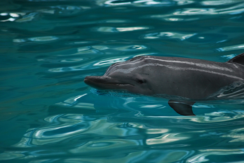 The last tucuxi in captivity