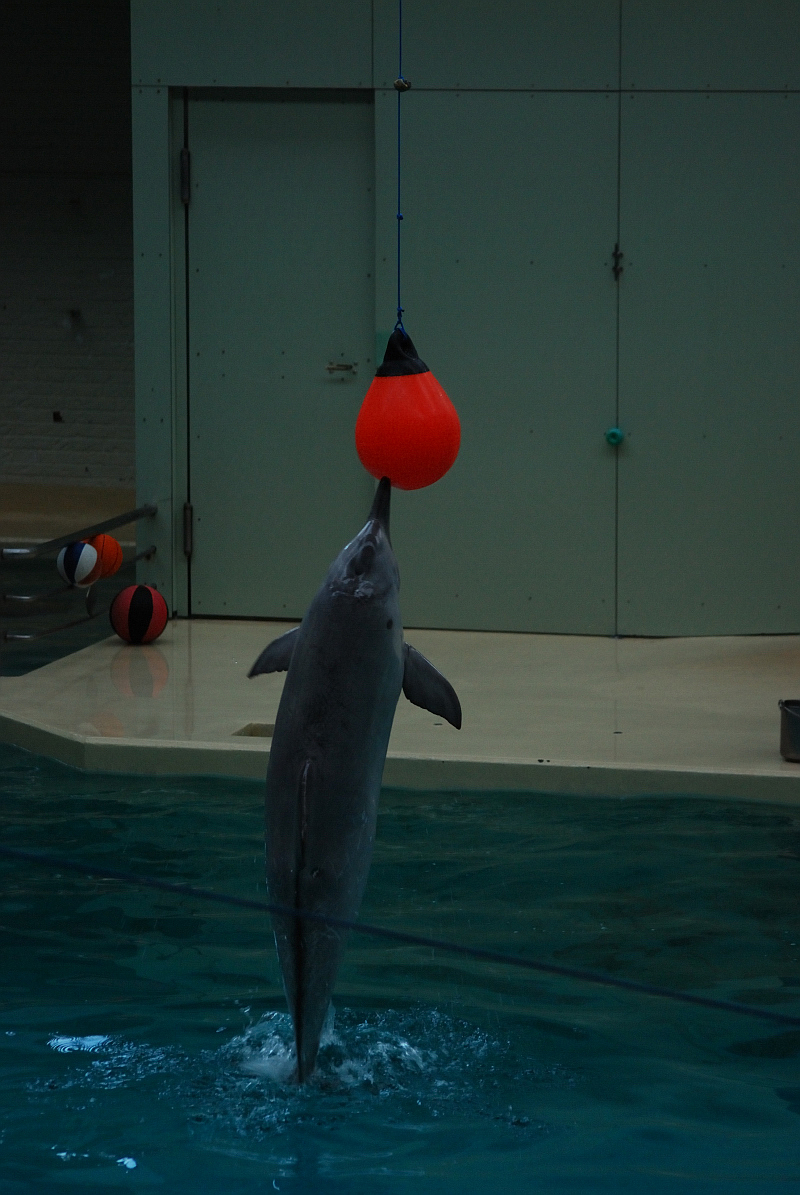 The last tucuxi in captivity