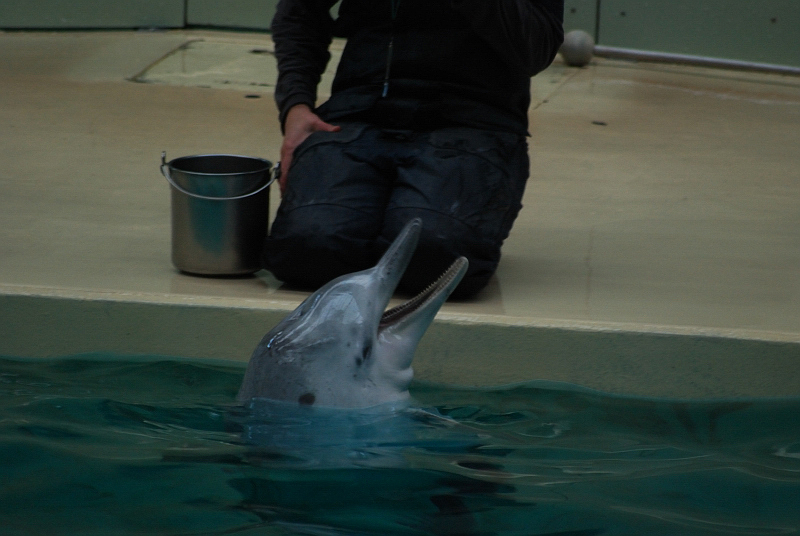 The last tucuxi in captivity