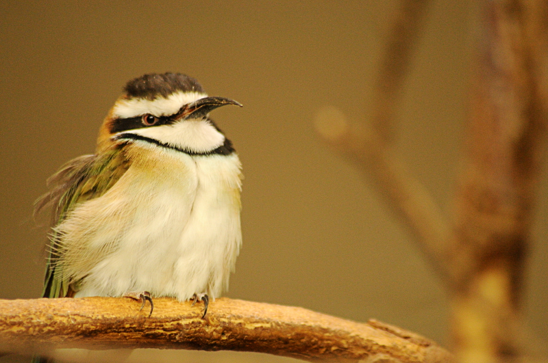 The last White-throated bee-eater in an european zoo