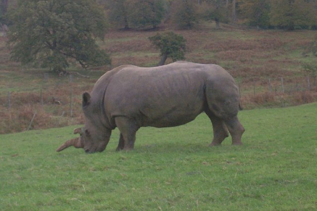 The late Babs the White Rhino