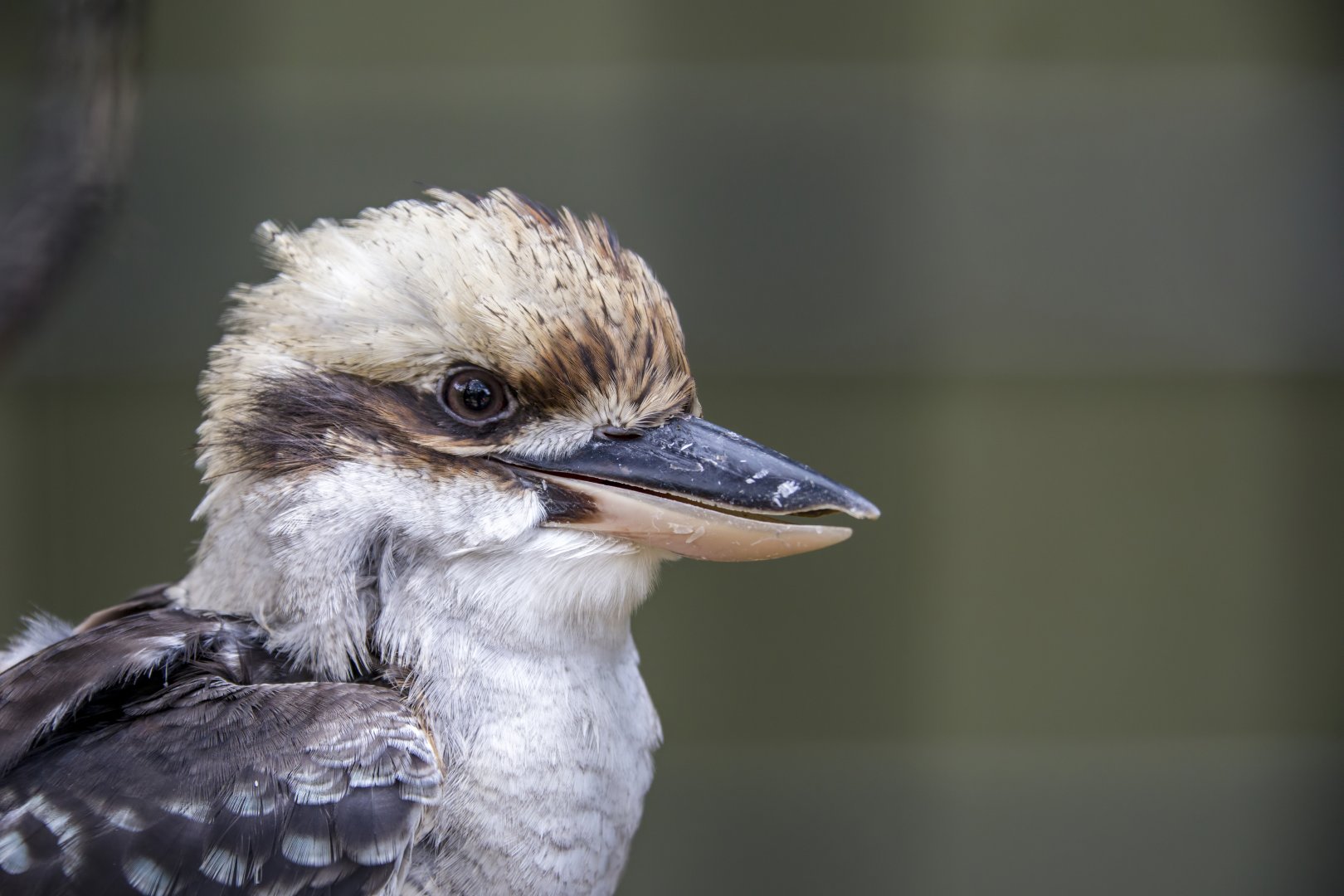 The laughing kookaburra (Dacelo novaeguineae)