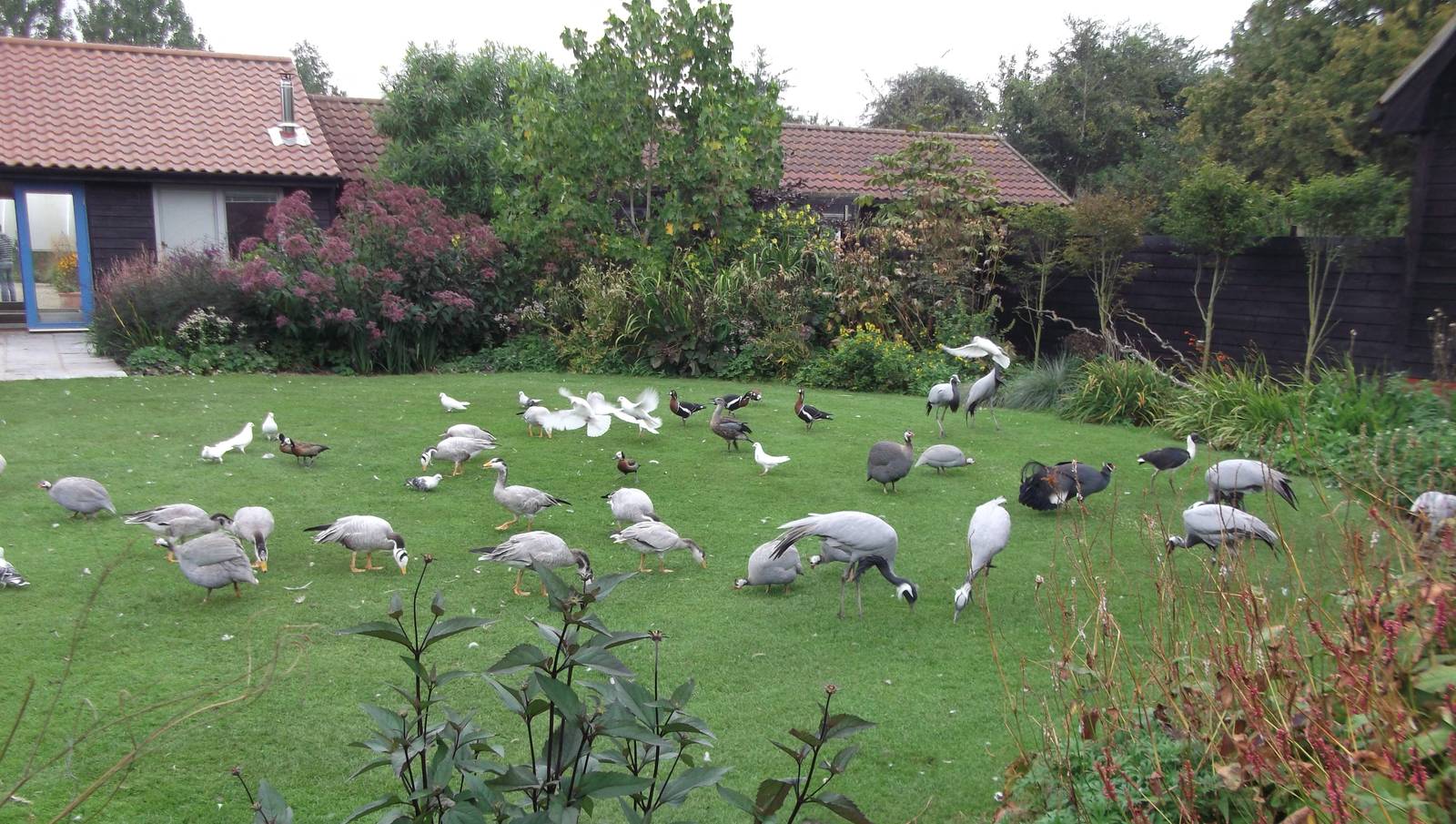 The Lawn at feeding time