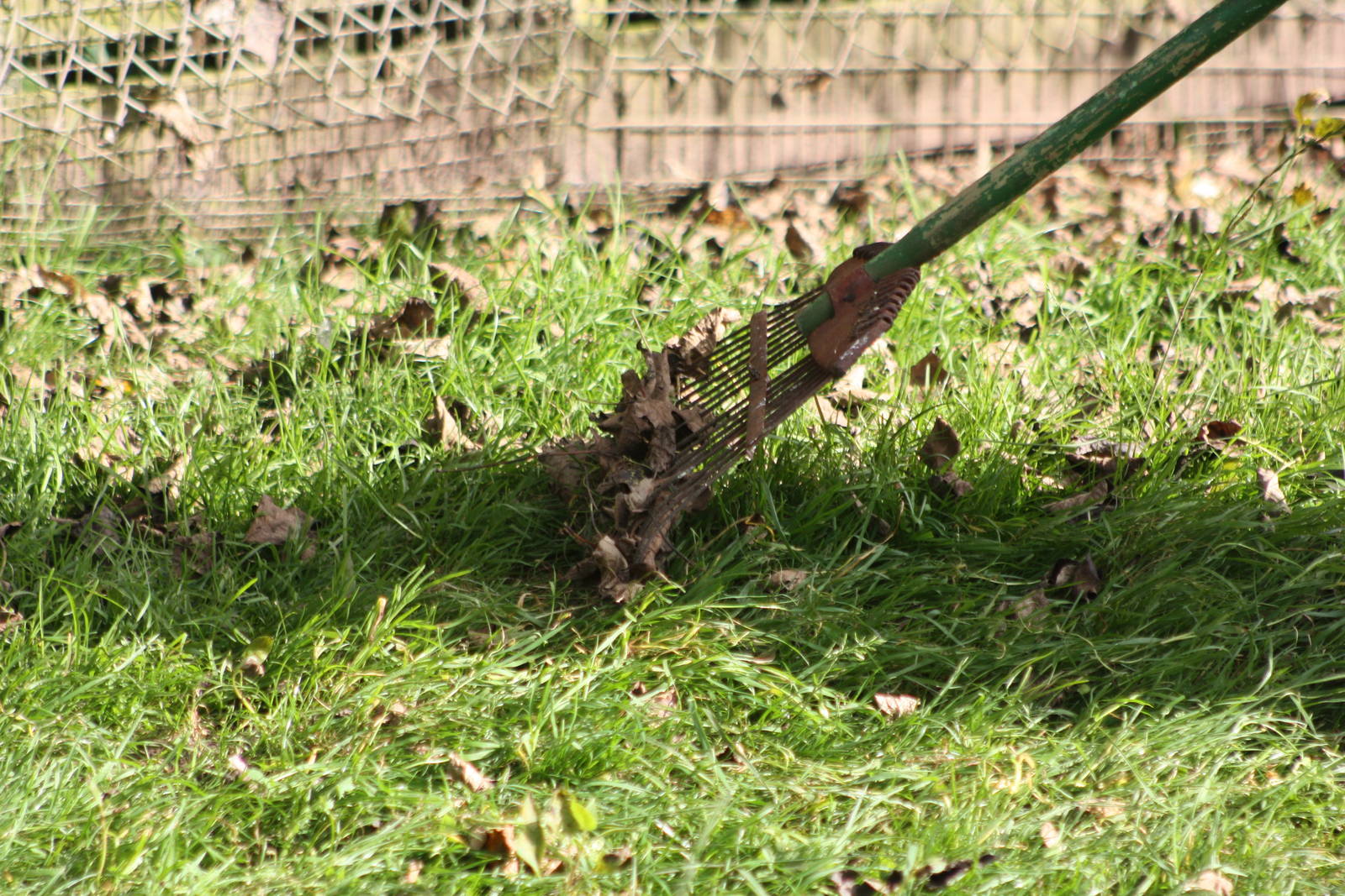The leaves are raked, 12th September 2014