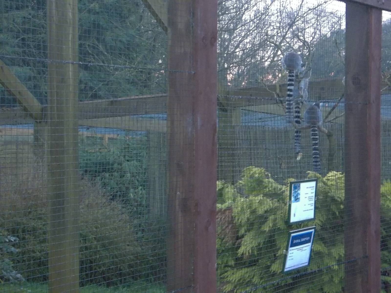 The Lemurs are home too, 10th November 2014