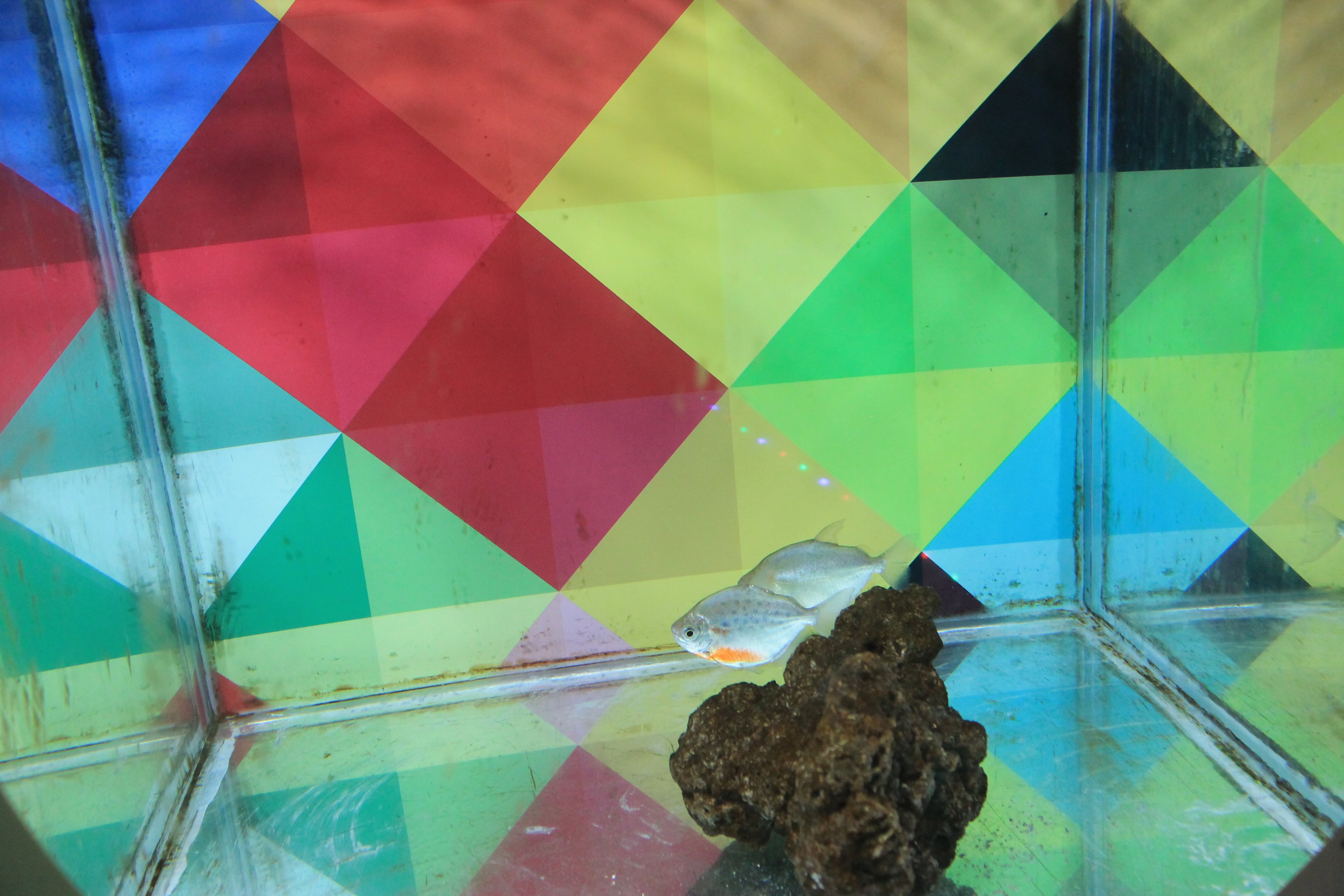 The Leo zodiac tank at Fantasy Aquarium, Xi'an