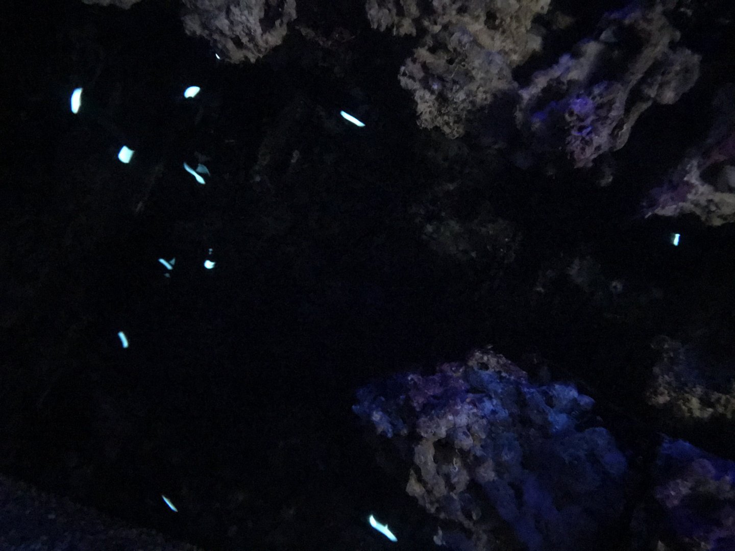 The Lights in the Abyss