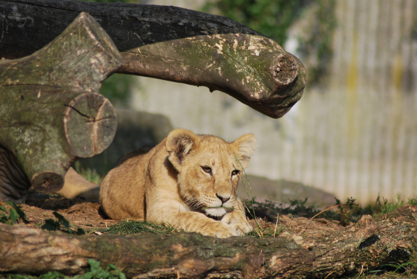 The lion pride on a Sunday afternoon