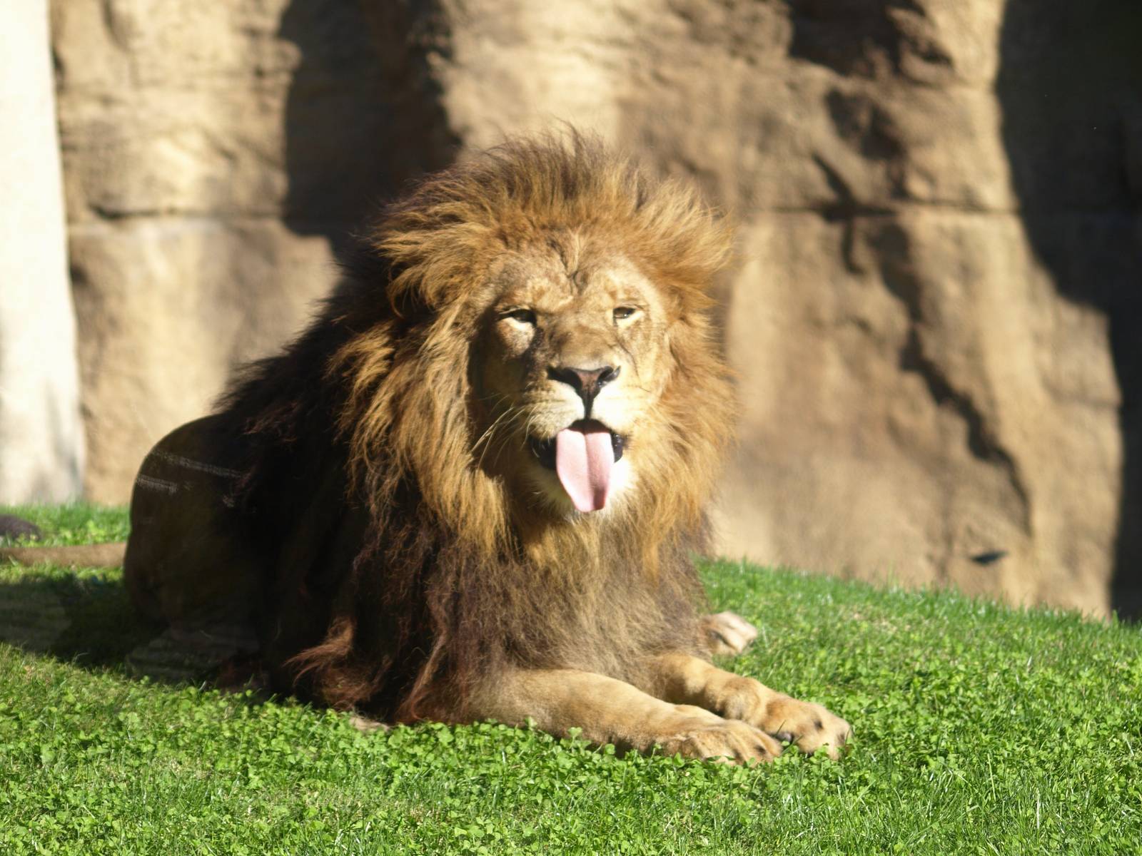 the lion showing his tongue