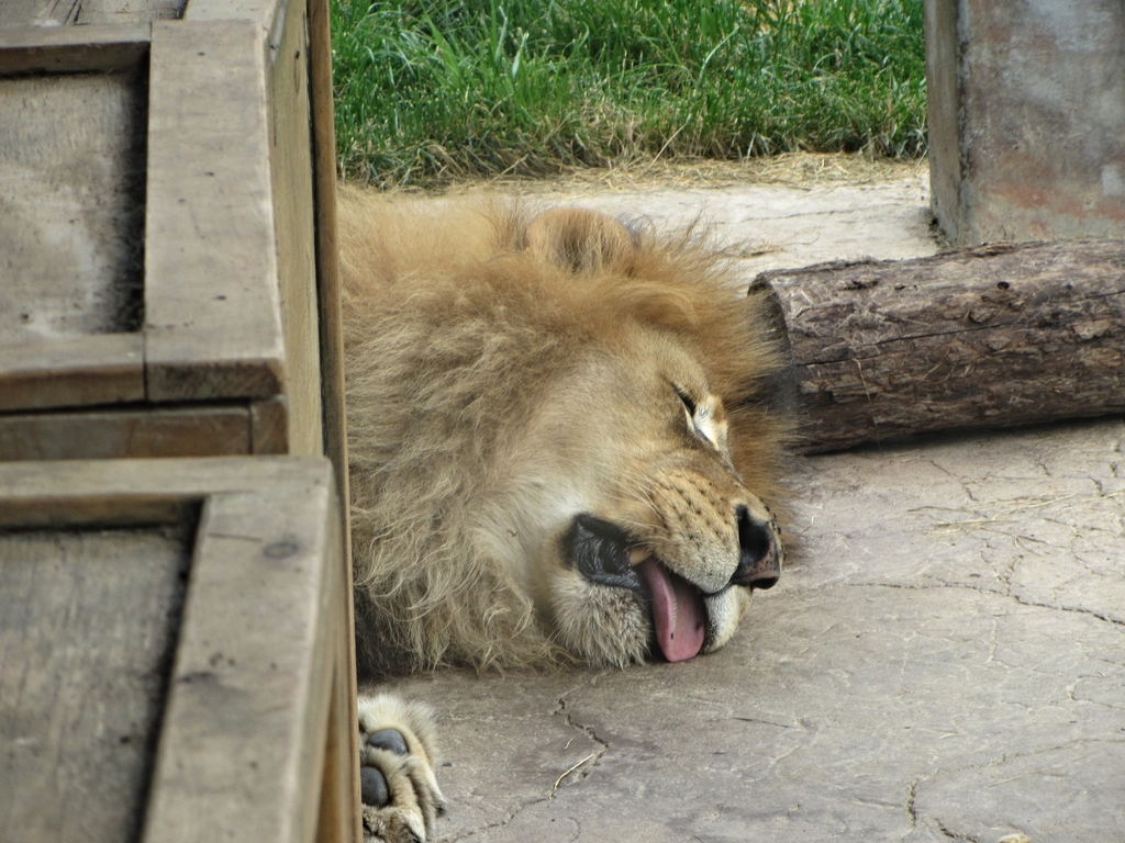 The Lion Sleeps Tonight