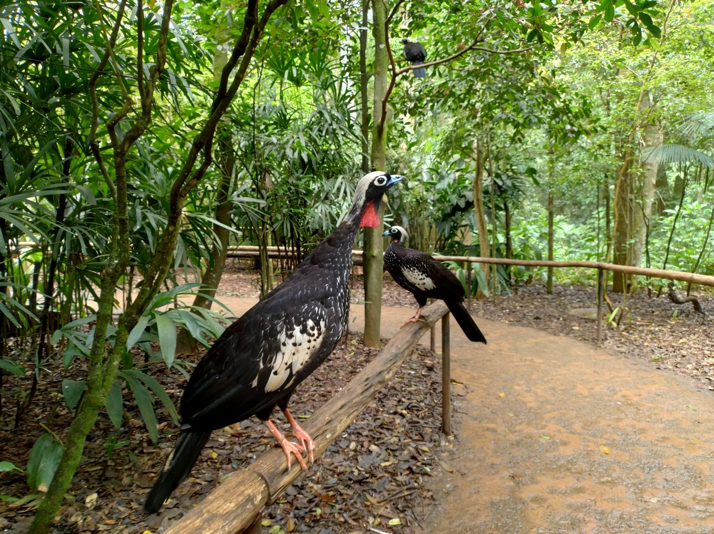 The little brown ones, black-fronted piping guan - Parque das Aves