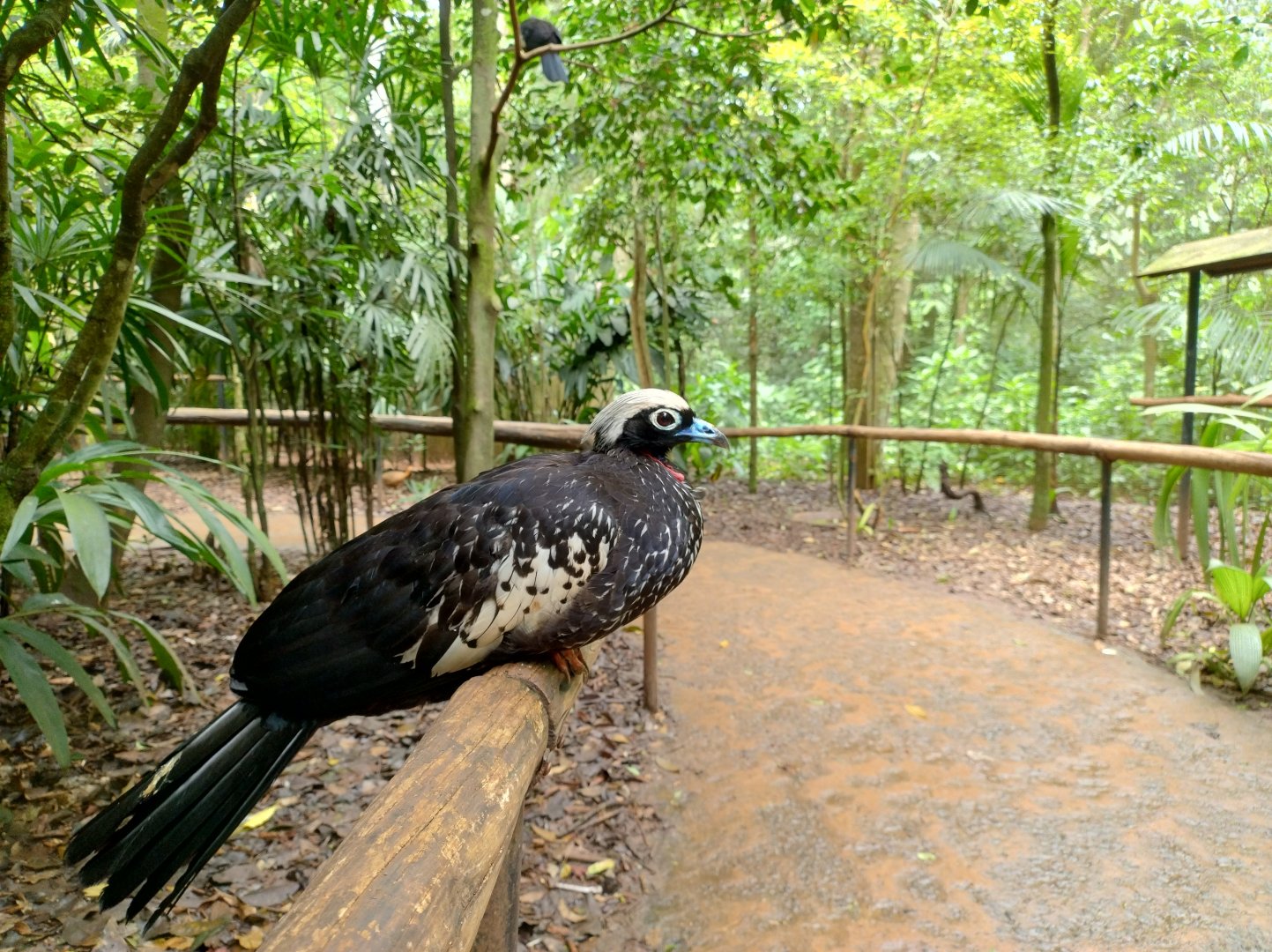 The little brown ones, black-fronted piping guan - Parque das Aves