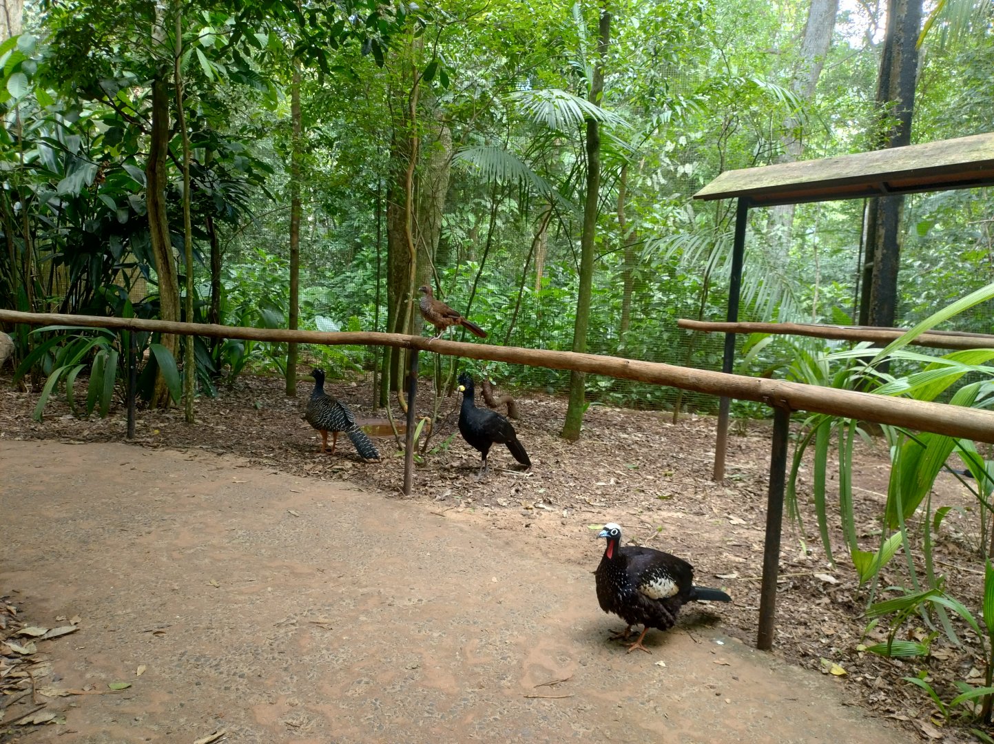 The little brown ones - Parque das Aves