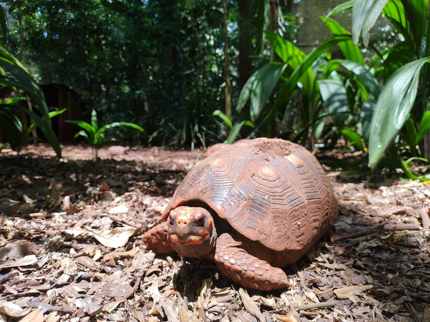 The little brown ones - Parque das Aves
