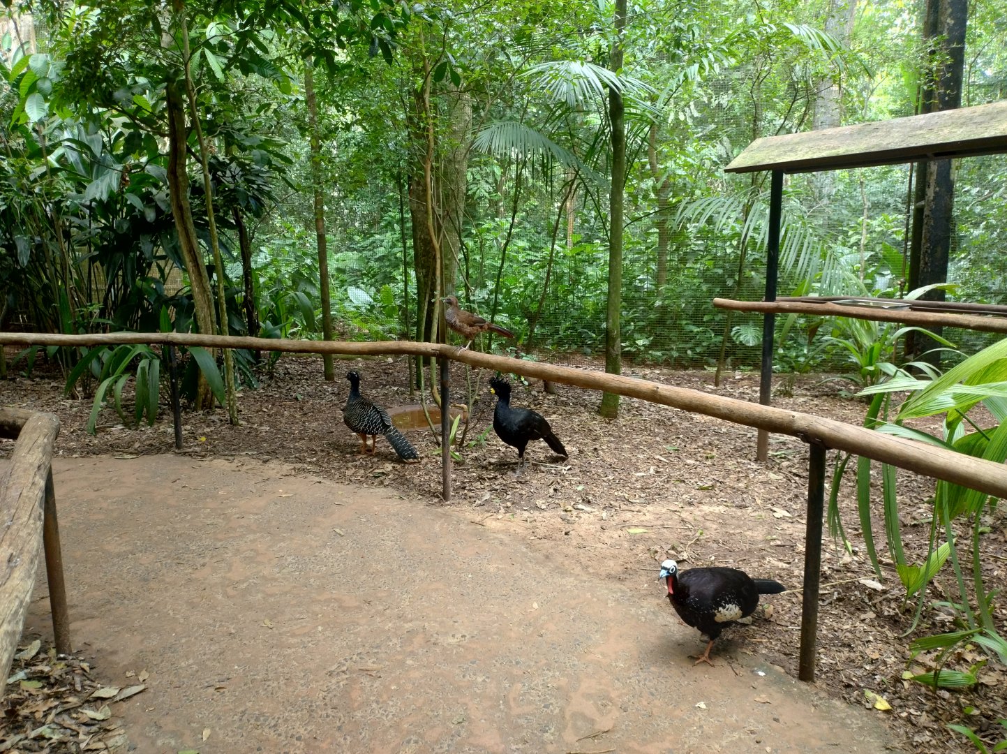 The little brown ones - Parque das Aves