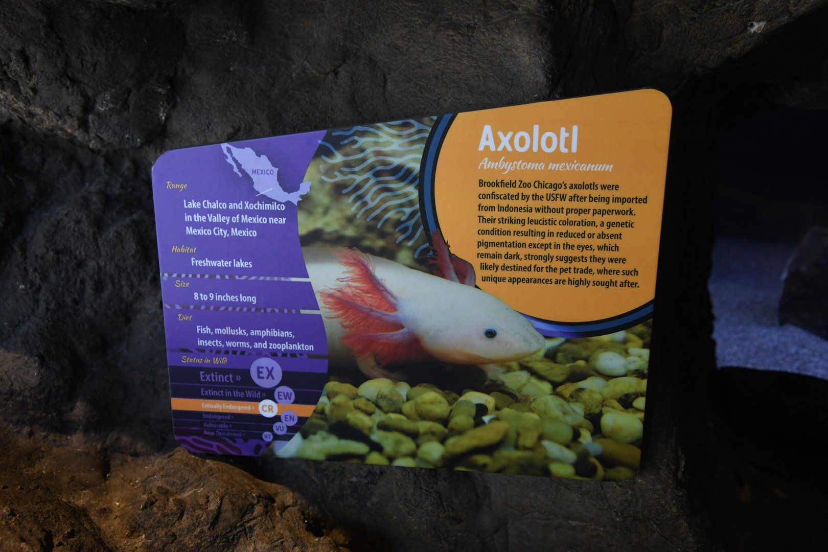 The Living Coast - Axolotl signage
