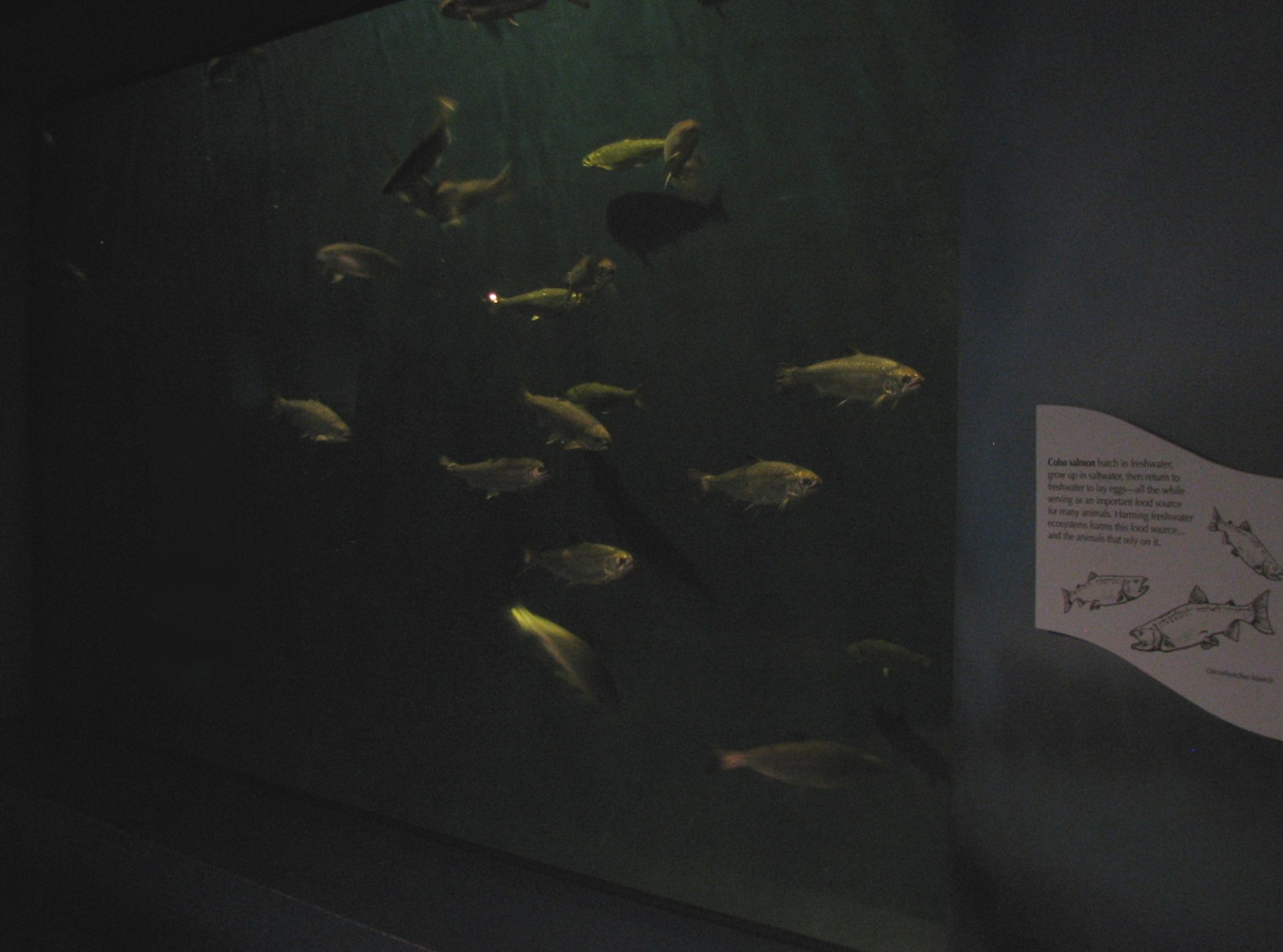 The Living Coast - Coho Salmon Exhibit