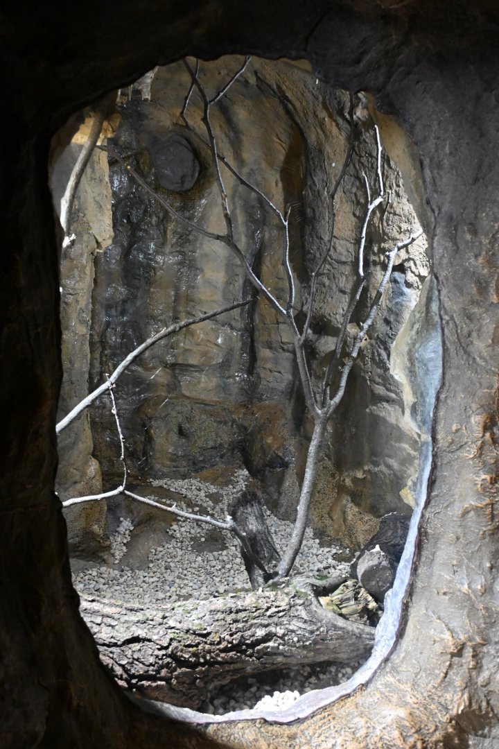The Living Coast - Golden silk orb weaver exhibit