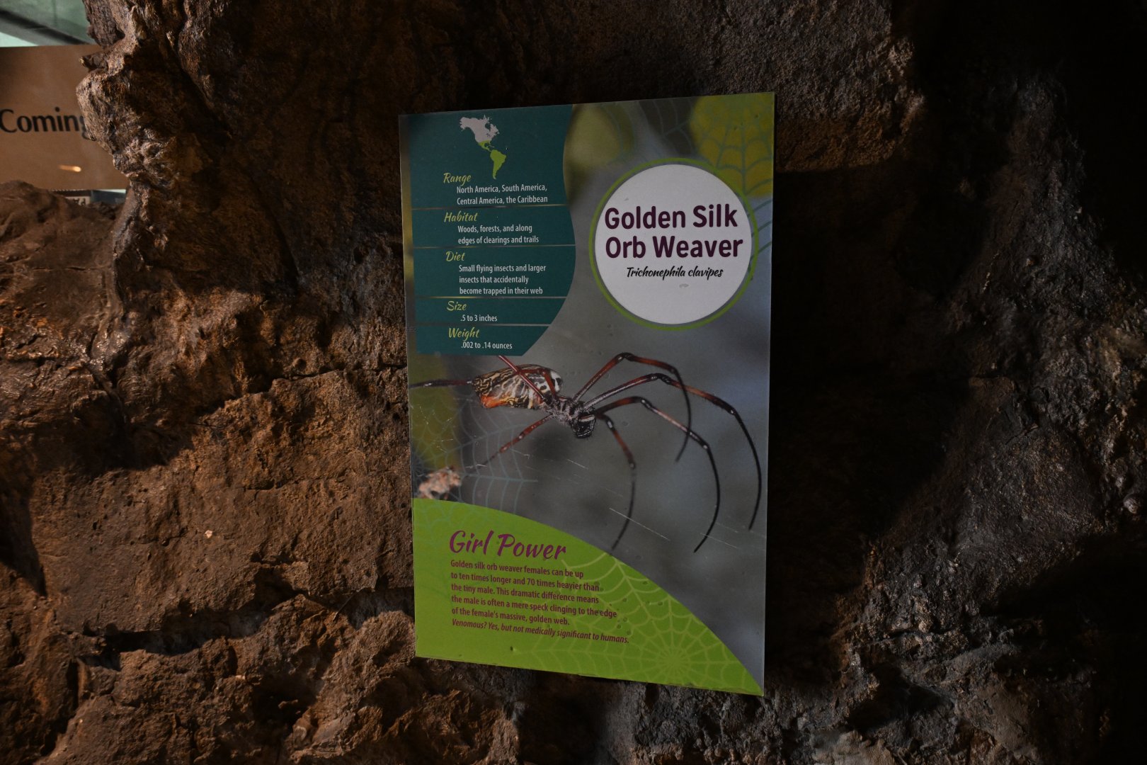 The Living Coast - Golden silk orb weaver signage