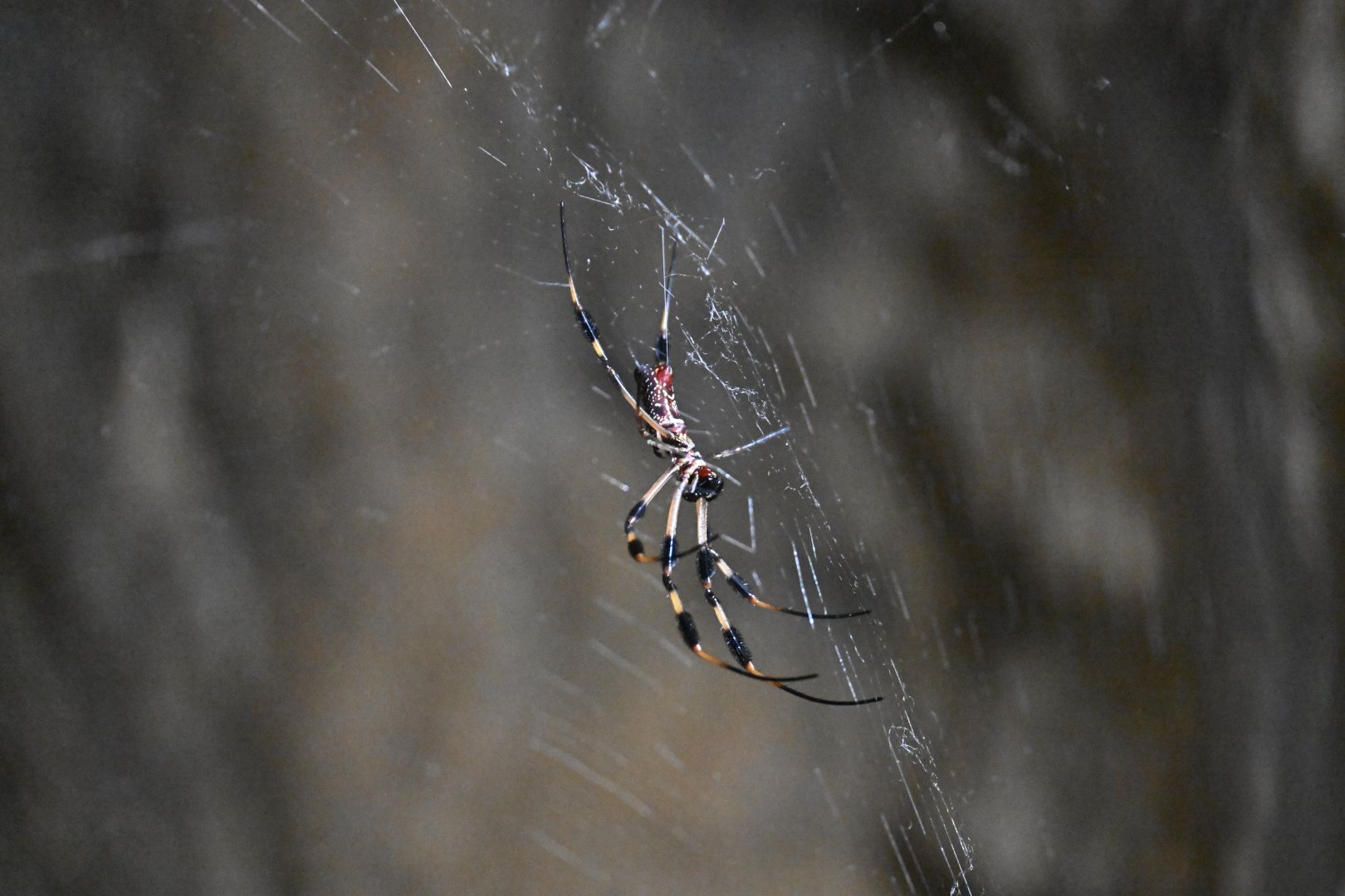 The Living Coast - Golden silk orb weaver