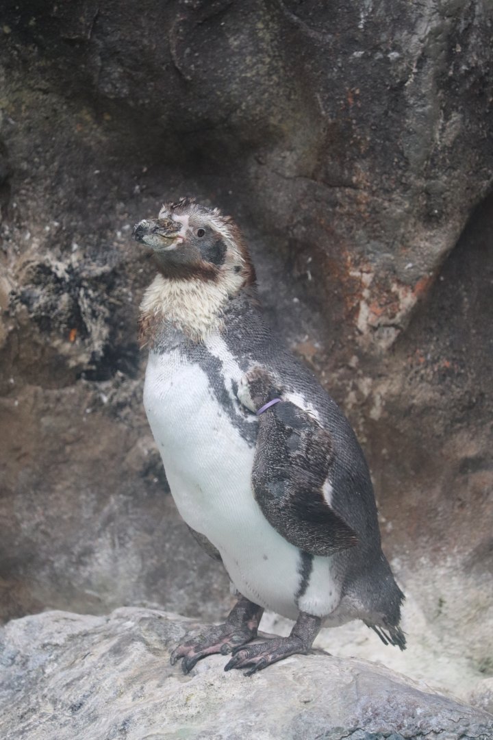The Living Coast - Humboldt Penguin