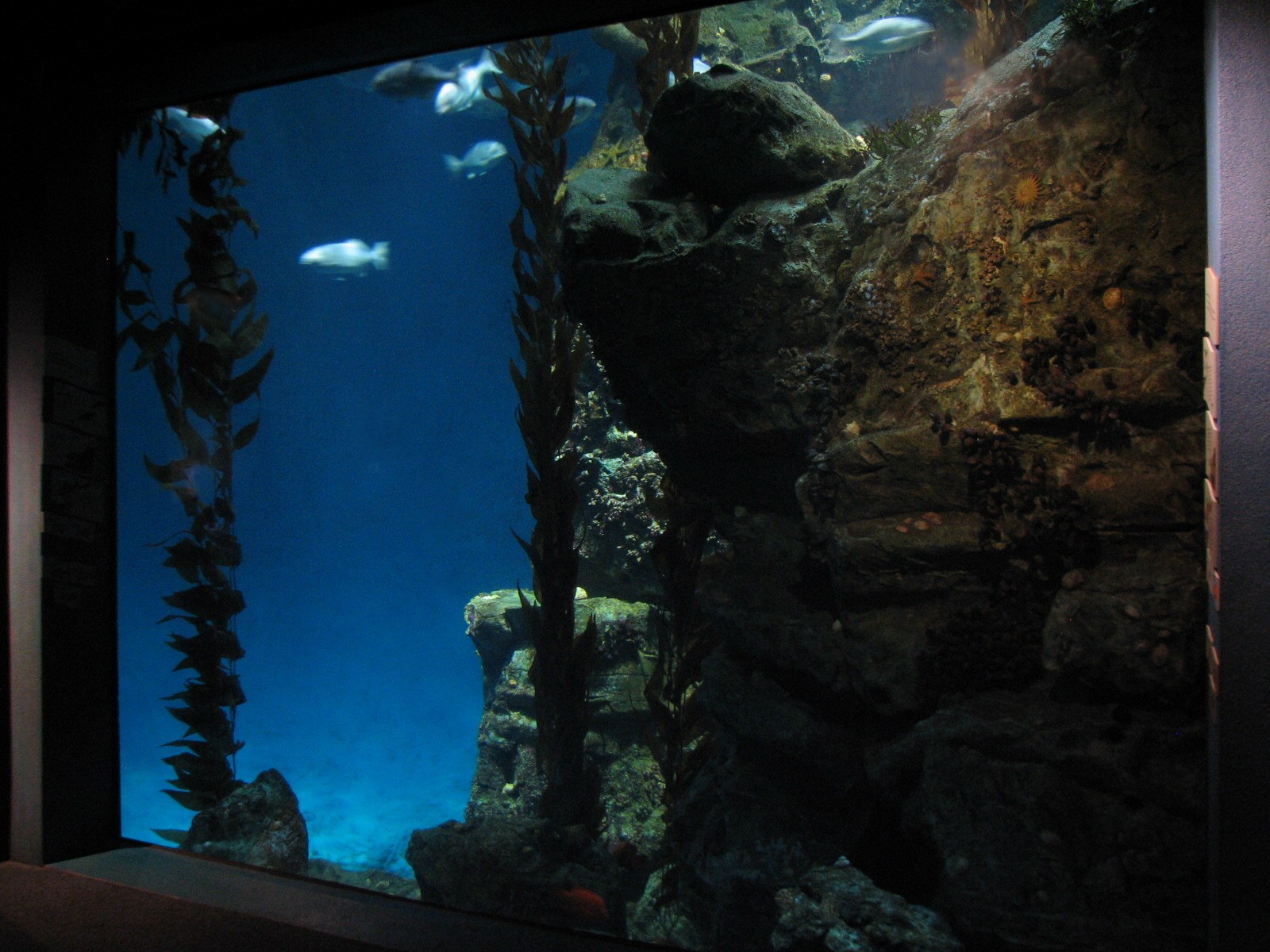 The Living Coast - Kelp Forest Exhibit