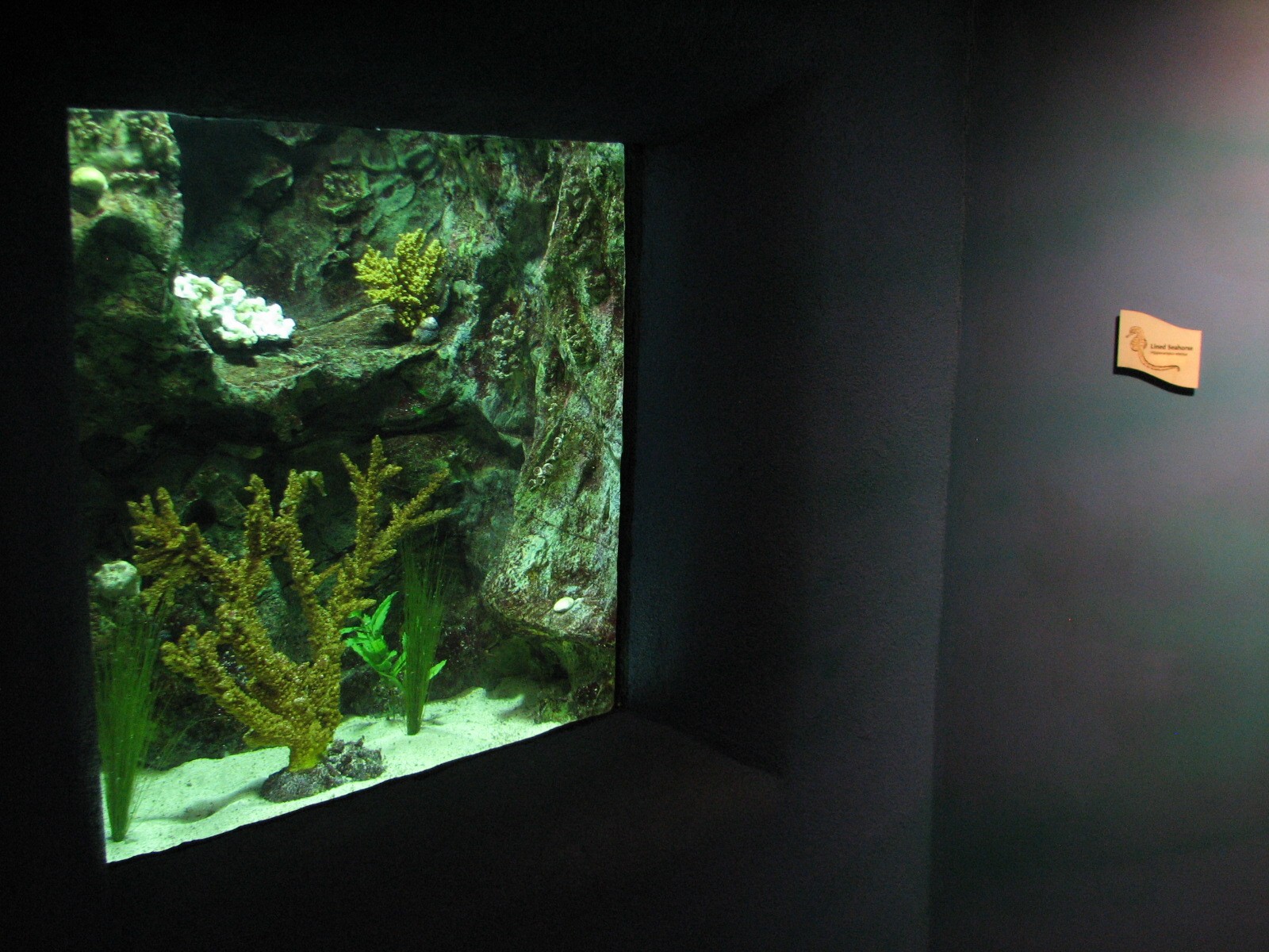 The Living Coast - Lined Seahorse Exhibit