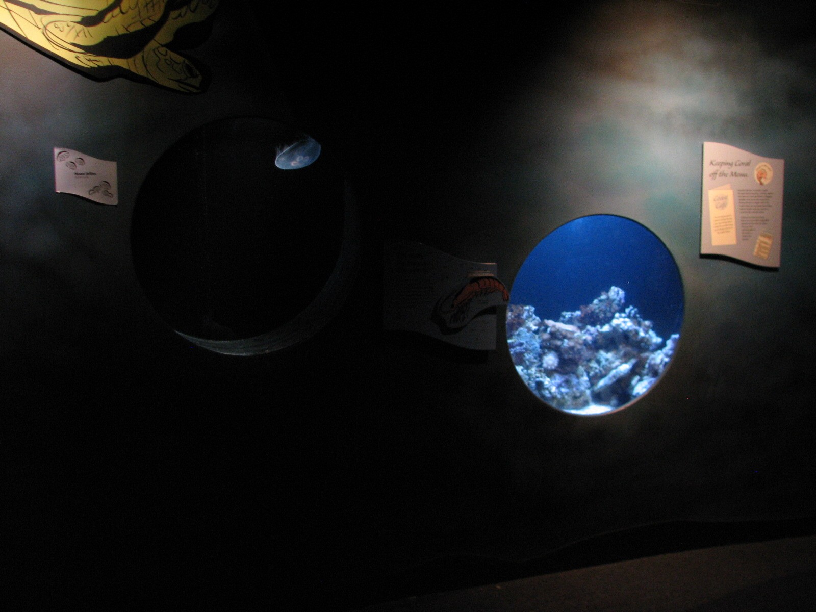 The Living Coast - Moon Jelly and Brine Shrimp Exhibits