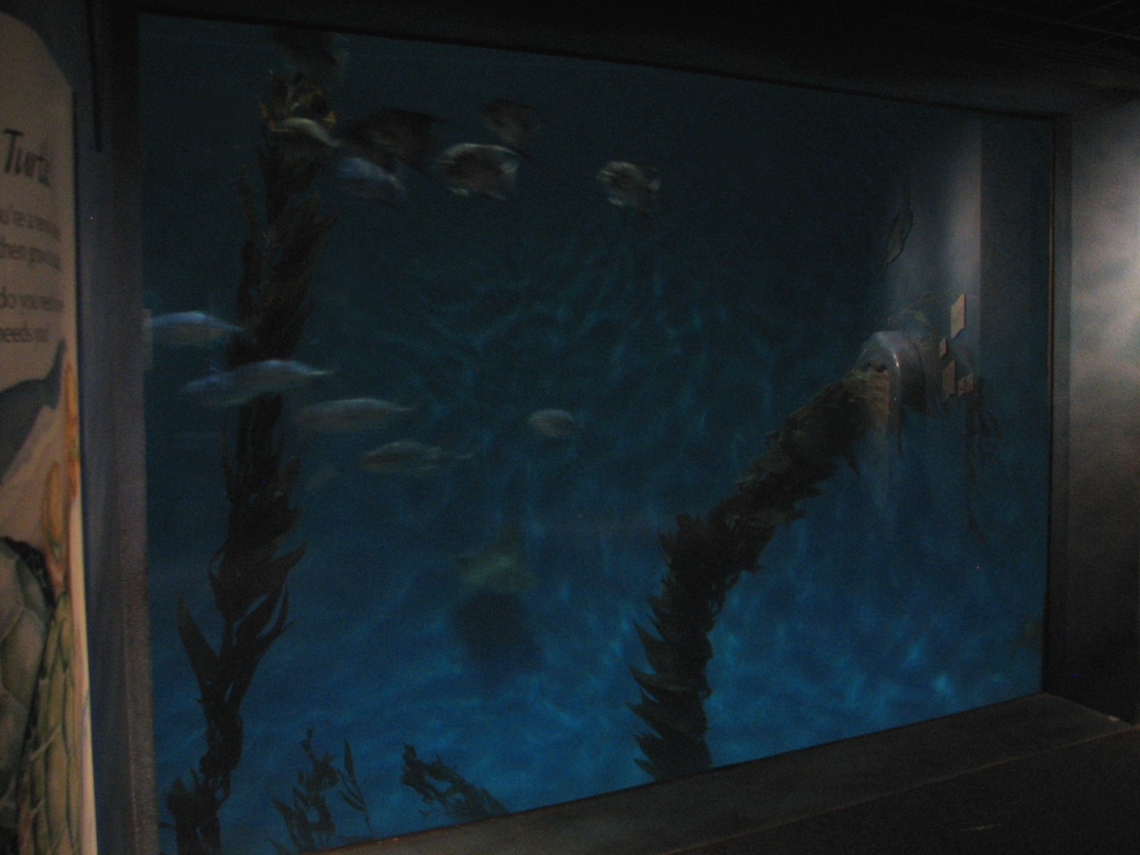 The Living Coast - Open Ocean Exhibit