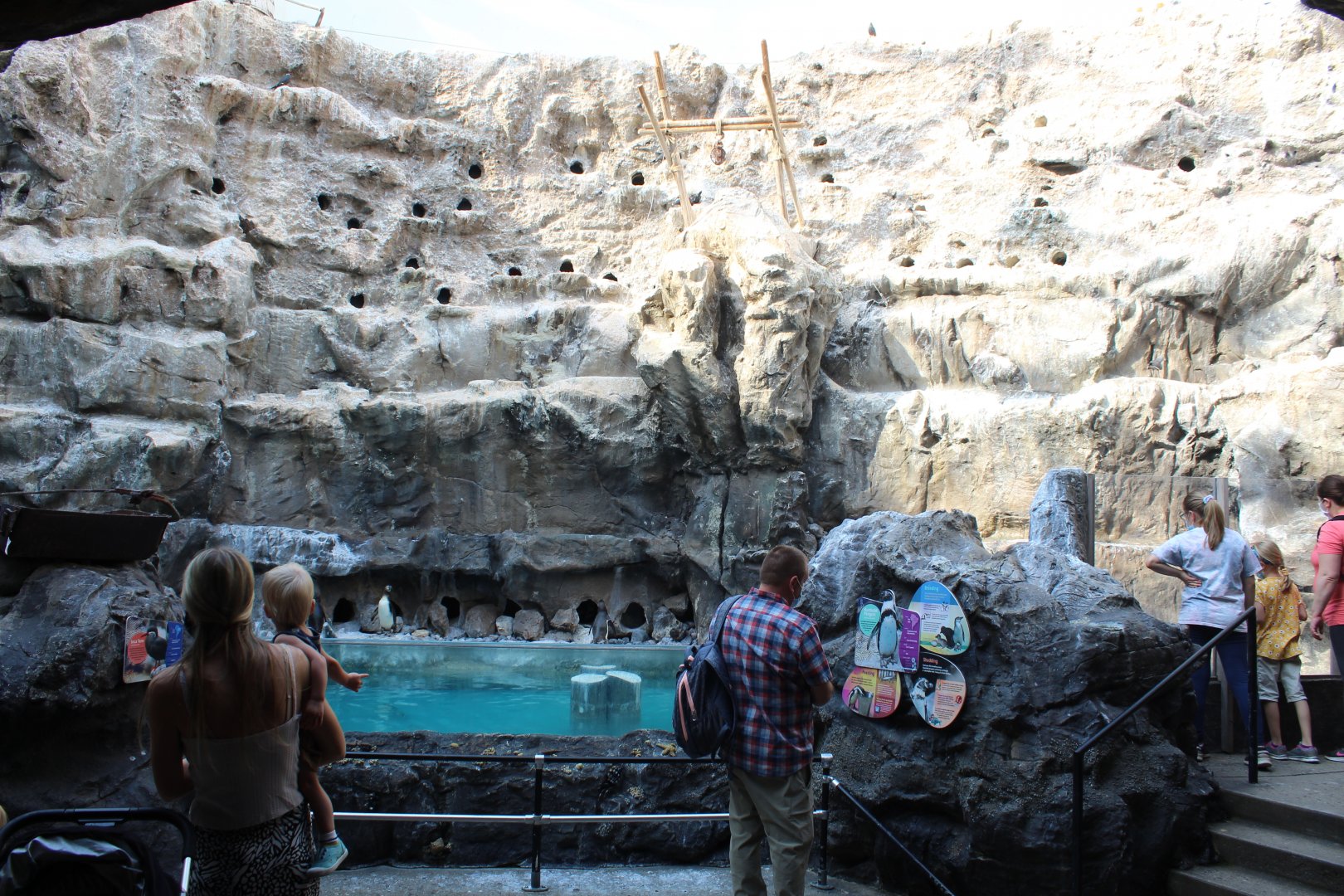 The Living Coast - Peru Aviary (Humboldt Penguin, Ica Tern, Gray Gull)