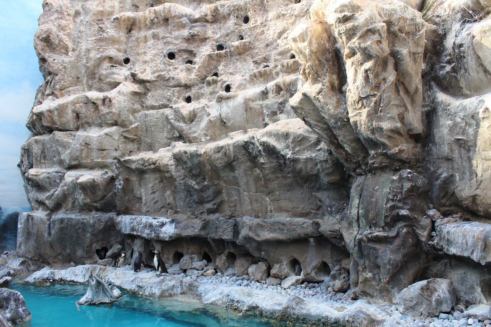 The Living Coast - Peru Aviary (Humboldt Penguin, Ica Tern, Gray Gull)