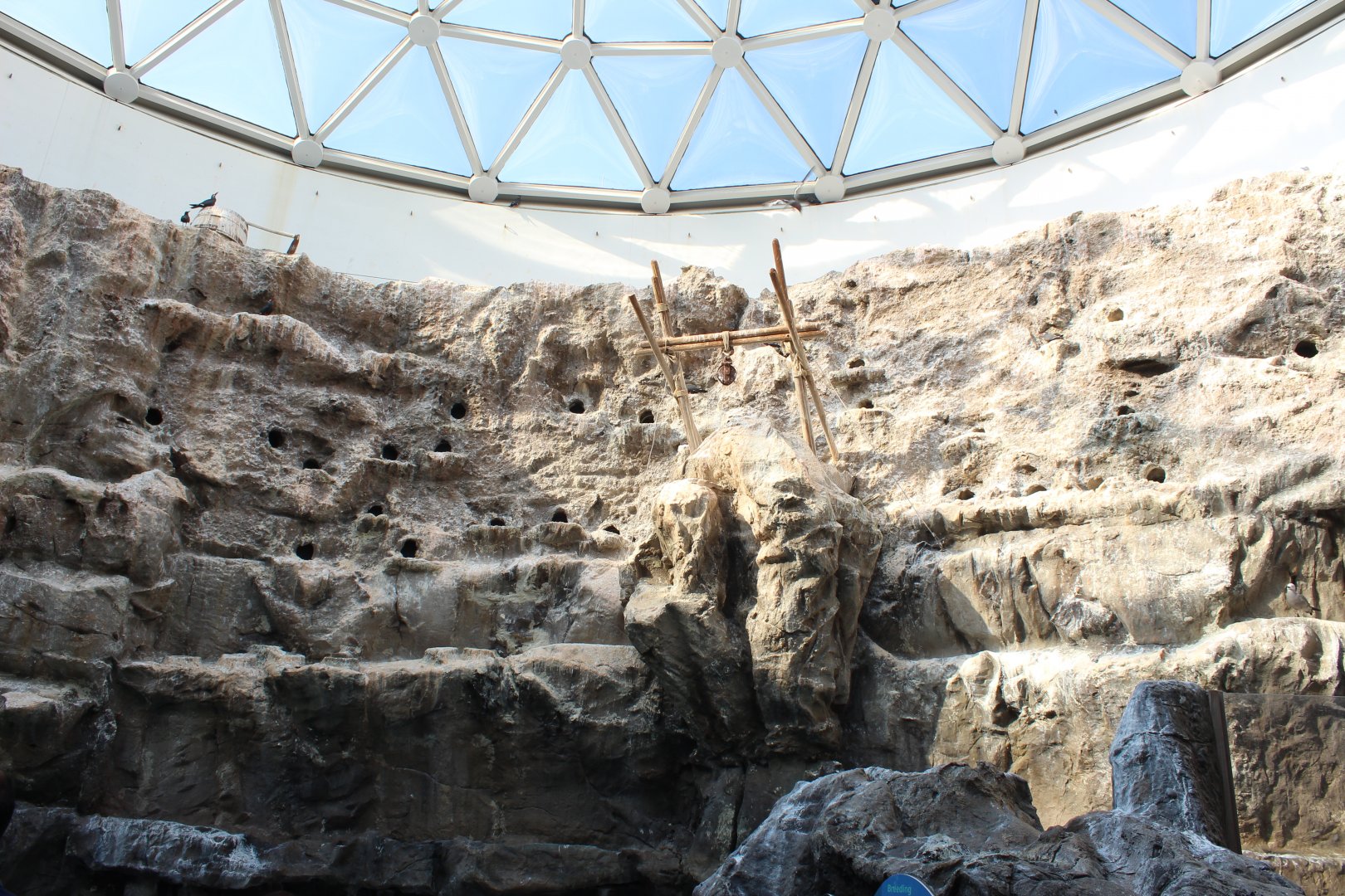 The Living Coast - Peru Aviary (Humboldt Penguin, Ica Tern, Gray Gull)