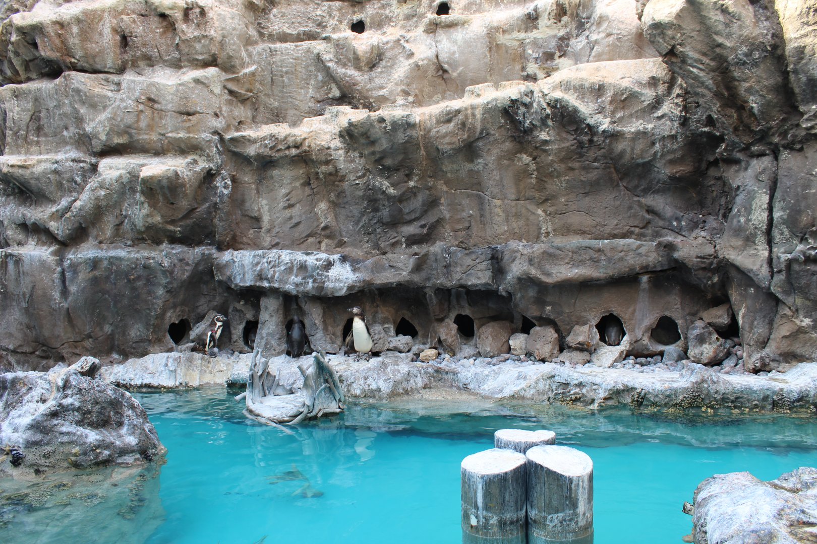 The Living Coast - Peru Aviary (Humboldt Penguin, Ica Tern, Gray Gull)