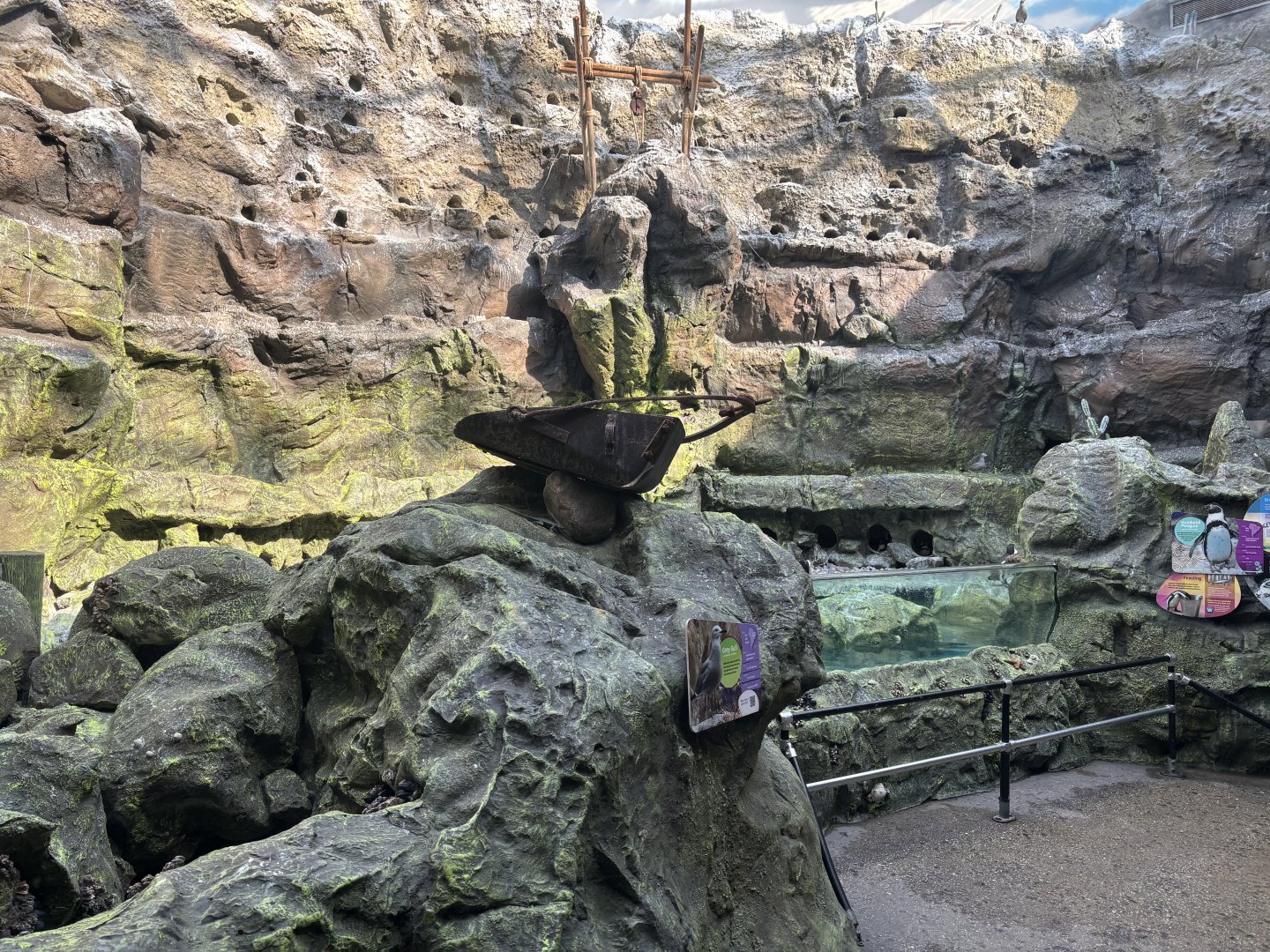 The Living Coast - Renovated penguin exhibit