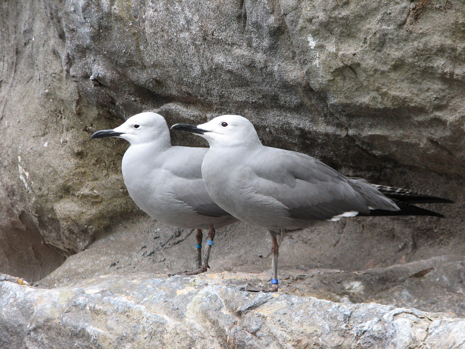 The Living Coast - Rocky Shores Bird Exhibit - Grey Gull