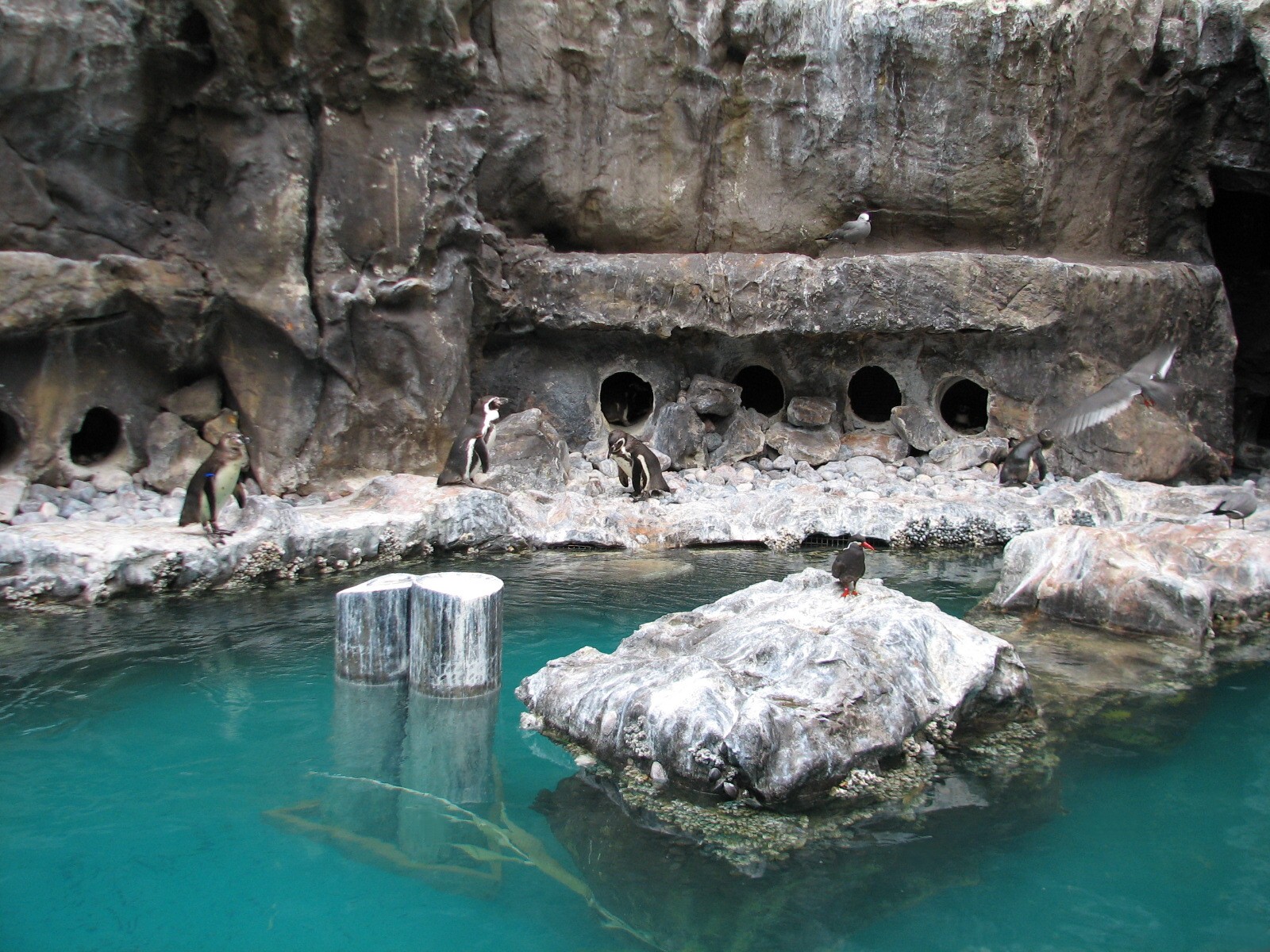 The Living Coast - Rocky Shores Bird Exhibit - Humboldt Penguin