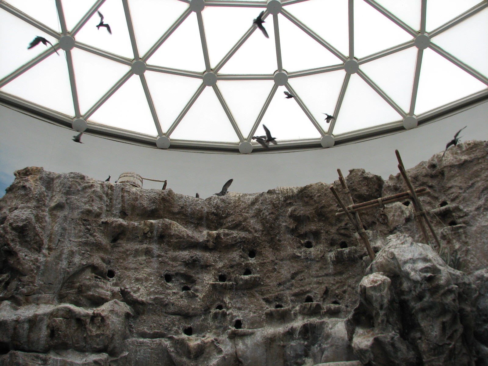 The Living Coast - Rocky Shores Bird Exhibit