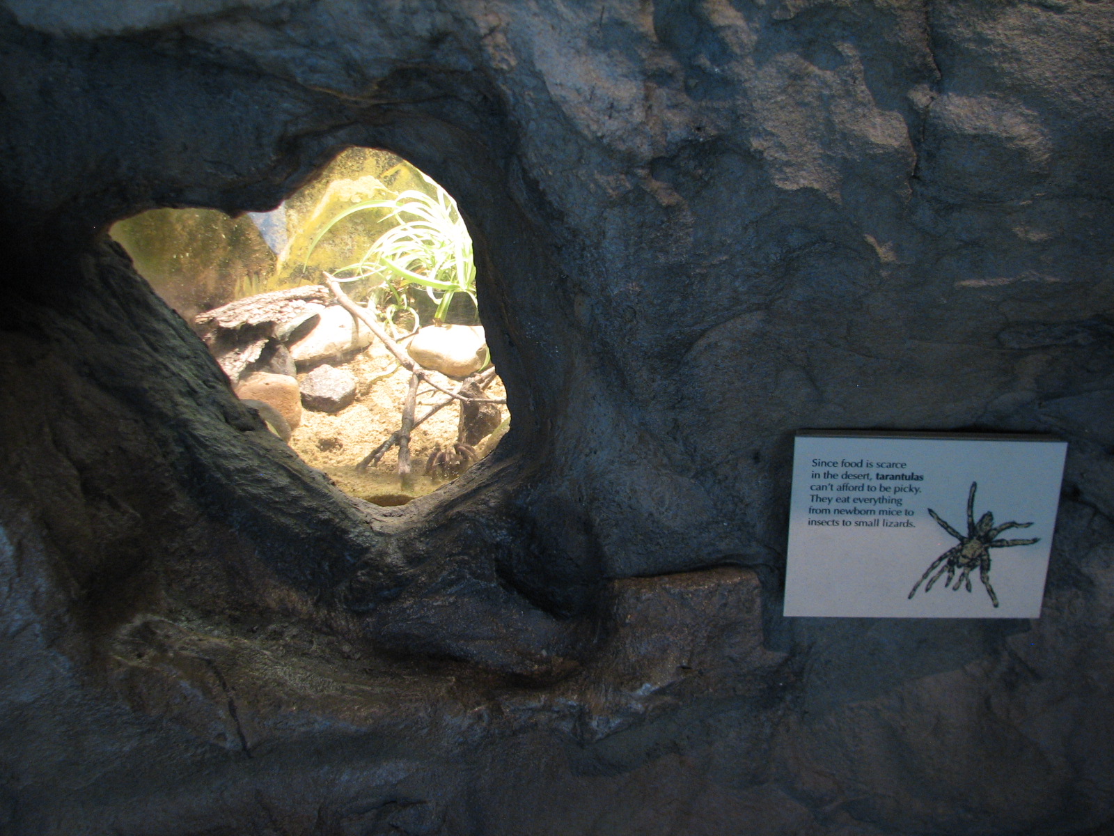 The Living Coast - Tarantula Exhibit