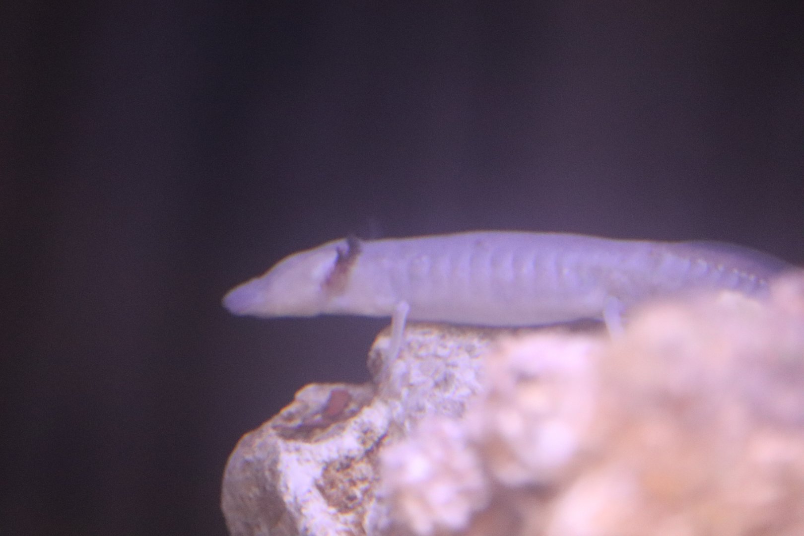 The Living Coast - Texas Blind Cave Salamander